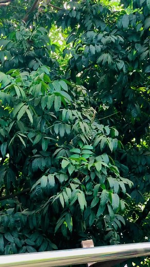 Walking in Nature: Embracing the Outdoors with Style