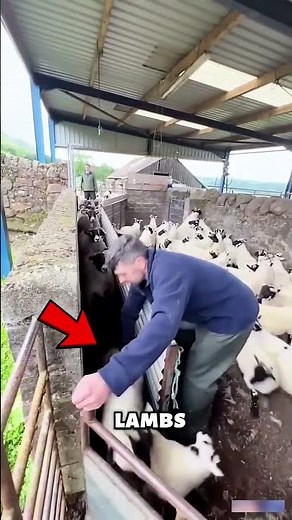 Sheep Path Change Mystery 🤔