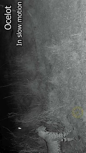 Ocelot night footage! #rare #ocelot #nature