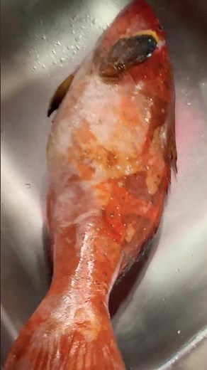 Red cod rock fish - cook with many recipes here in Asia #codfish #rockfish