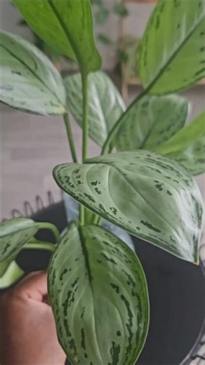 Chinese Evergreen proprogation 🌱 #plants #houseplants #cutting #chineseevergreen #gardening