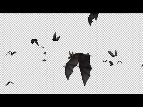Bats - Swarm Flying Around - Loop