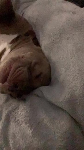 #doggy | Dog With A Blog Avery