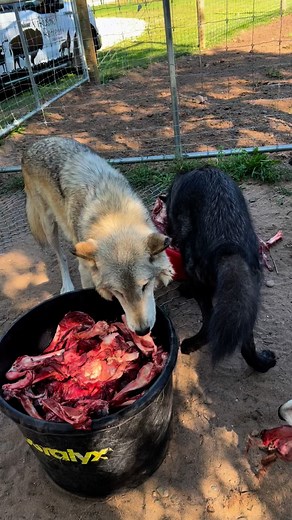 13K views · 428 reactions | Hunting season is here  the wolf dogs will be eating like kings all the way until February or March Freezers will be full and winter weather makes it easier to store meat scraps . This is the carcass scraps from a huge black bear  | Rustic Retreat Deer Park | Facebook