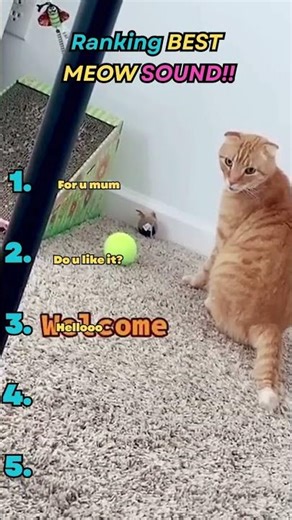 Ranking the Loudest, Most Dramatic Cat Noises 😼📣 #catshorts #cat #funny