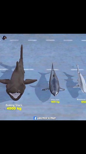 1.5M views · 6.9K reactions | Massive Sharks Weight Comparison #UniverseScience | Universe Science | Facebook