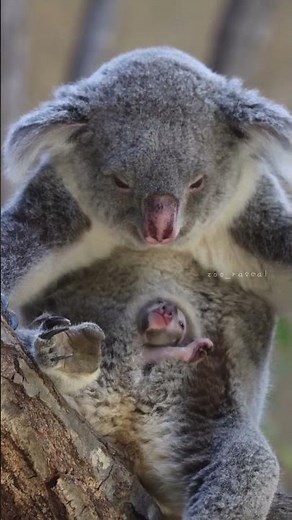 Adorable Baby Koala Taichi with Mom Holly 🐨 | Cutest Koala Moments at Higashiyama Zoo
