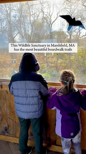 Things to know before you go: 📍Mass Audubon’s Daniel Webster Wildlife Sanctuary @massaudubon Winslow Cemetery Rd, Marshfield, MA 🅿️ There’s a small parking lot at the entrance 🎟 Admission is free (but you can drop a small donation in the donation box at the entrance) ⏰ Open daily from dawn to dusk 🥾 There is 3.5 miles of trails that go through grasslands, woodlands, and wetlands (with boardwalks, bridges, and benches dotted throughout) 🔎 There are observation blinds, as well as the Fox Hill