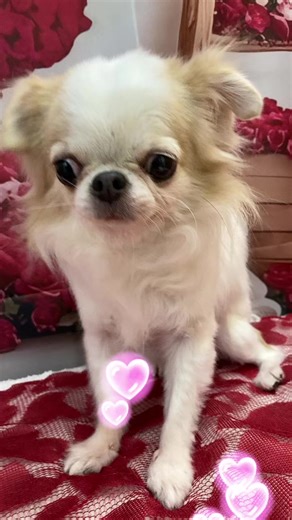 ドッグサロンサニーフラッターのかわいい仲間たち