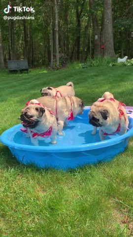 Pug in a Bikini: Fun Summer Pool Party with Pets!