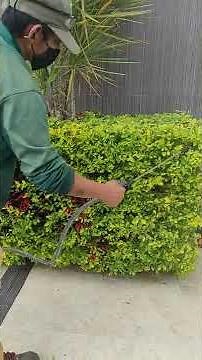 Insecticide application (cypermethrin) #whitefly #pests #plants #garden