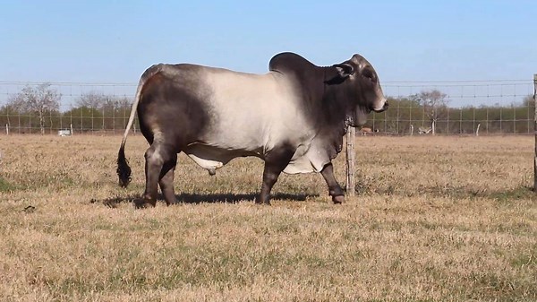 Introducing M2 BRC Captain 518/1 Semen: $100/straw • Certificates: $50 each Order at https://shopbrcutrer.com/…/pro…/m2-brc-captain-518-1-captain Sire: Mr. V8 191/7 Dam: Miss V8 645/6 Our new Brahman herd sire raised by Wichita Ranch from a BRC embryo purchased from us during our Houston offerings several years ago. Check him out at https://shopbrcutrer.com/…/pro…/m2-brc-captain-518-1-captain to learn more about this powerhouse Brahman bull. | BRC Ranch