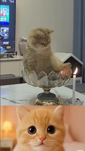 Funny Pet Fails Compilation Hilarious Animals Getting Into Trouble Must See Moments! #148