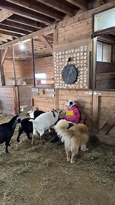 12K views · 1.1K reactions | Cheerio!! | Our Farmacy | Facebook