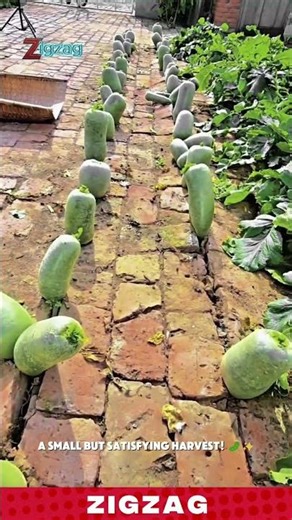 Hand Picking Vegetables in a Home Farm Growing Between Bricks