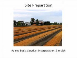 Management of Phytophthora on Blueberries