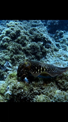 Common Cuttlefish in Lanzarote 🐙🏝