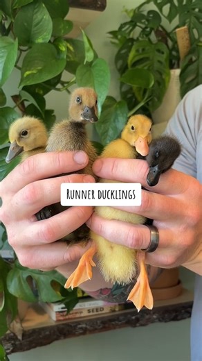 Ducks New World on Instagram: "Golden, friendly, and perfect for beginners! 🦆💛 Buff Orpington Ducks are the ultimate backyard companions. Want to know why they’re so popular? Tap the https://ducksnewworld.com/buff-orpington-ducks/ in bio for the full guide! #DuckLover #BackyardDucks #BuffOrpingtonDuck #BackyardPets #DuckBreeds #Homesteading #PetDucks #FarmLife #Ducklings #CuteAnimals #PoultryLover"