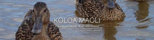 Koloa Maoli