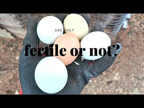 Fertile vs Infertile Eggs: What Backyard Chicken Keepers Should Know