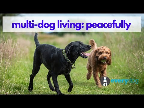 Multi-Dog Living: Peacefully -- How to Manage and Train Multiple Dogs in the Home