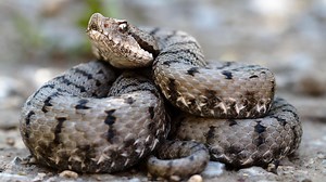 Morsure de vipère et prise en charge