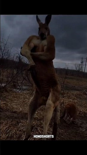 This Kangaroo Is WAY Bigger Than You Think 😳🦘 #shorts #kangaroo