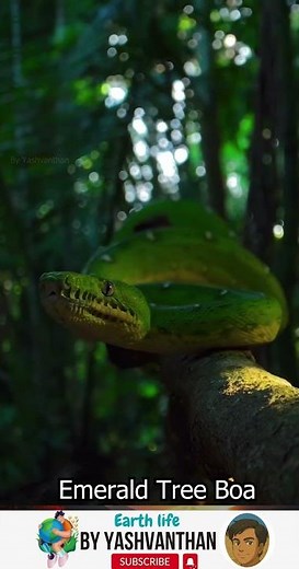 Emerald Tree Boa 🐍 | The Camouflaged Predator of the Rainforest 🌿