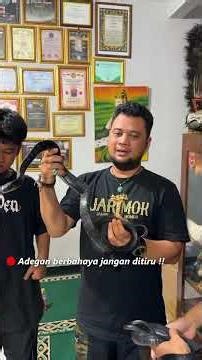 INI DIA ULAR YANG SERING DIBUAT ATRAKSI !!