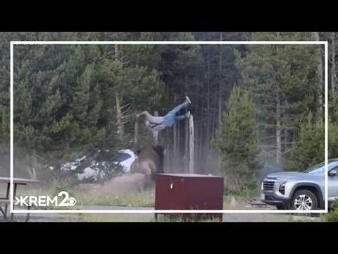 Washington man thrown 8 feet in the air by bison at Yellowstone National Park