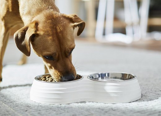 Are Grain-Free Diets Bad for Dogs?
