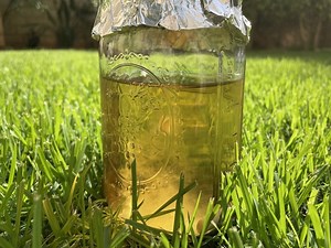 How to Make Mushroom Liquid Culture In Mason Jars