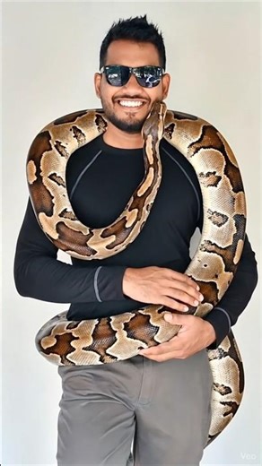 My friend python #followme #funnyanimal