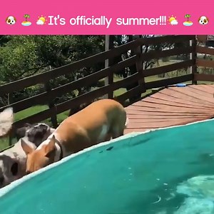 300K views · 4K reactions | When you hear it's officially the start of summer! 藍 #Summer2022 #SummerSolstice | The Pet Collective | Facebook