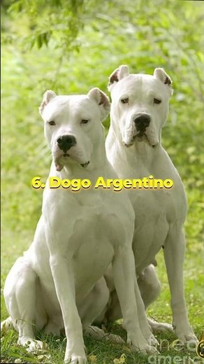 Top 10 Strongest Dogs In The World