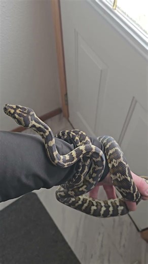 Another very successful session with #Hades my coastal carpet #python. such a gorgeous animal