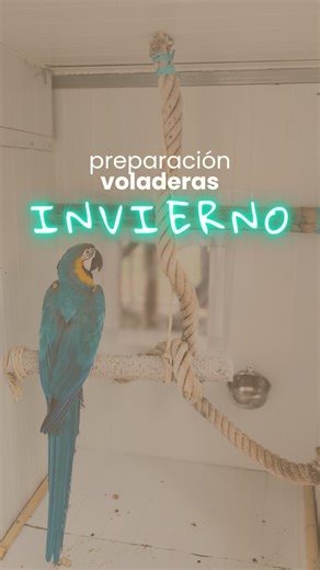 Repetimos otro año más ❄️. Pero tenemos una gran diferencia, y es la nueva voladera de Maya. Hemos valorado varias cosas, y para ella hemos decidido hacer una caseta anexa que irá con sistema de calefacción. Un espacio reducido y seguro para ella. Estamos terminando de rematar todo, ella ya duerme dentro, y nos falta colocar el radiador. Los peques, como siempre, repetimos el mismo sistema, aunque miraré de mejorar una cosa, que probaré antes de que empiecen las heladas. Recuerda que donde vivim