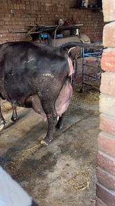 Topper jersey cow 🤩 #dairyfarming #reels #viral #cow | Farming .Life
