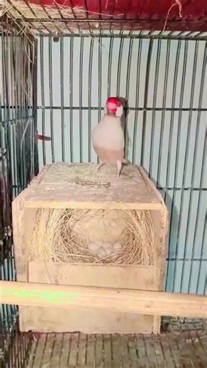 Fawn jawa breeding progress#fawnjawa#birds #breeding