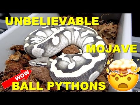 Amazing Mojave Ball Python Combos! Featured Morph!