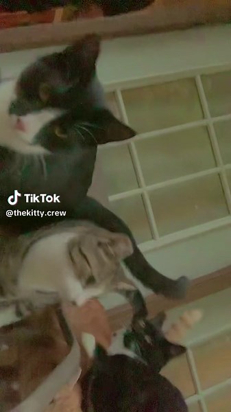#catsoftiktok