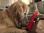 Squirrel in his sights: Dog entranced watching squirrel videos
