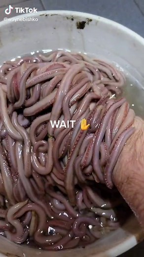 Warning ⚠️ bloodworms have 4 fangs and can bite. #venom #fangs #wormdiggah