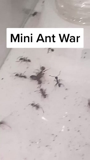 Big Headed Ants VS Cork Headed Ants #antsvsants #lightscameraants #pheidole #pheidoledentata #bigheadedants #colobopsis #corkheadedants #fyp