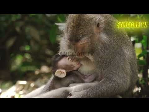 TUPAI - Treeshrews: The Tiny Mammals Bridging Evolutionary Gaps