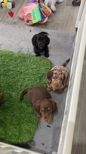 Miniature Dachshund Puppy Room Setup | Whelping Room Tour