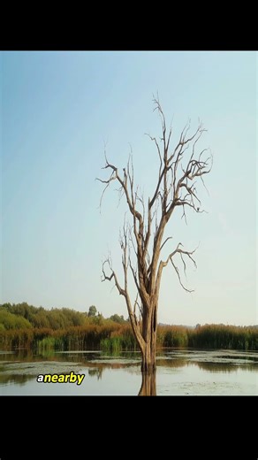 deinocheirs #animals #dinosaur #marinemystery