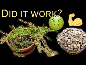 So I Tried Some African Traditional Medicine and...?