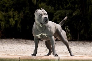 XL Bully dogs seized after attack in which man and pet dog were injured in street
