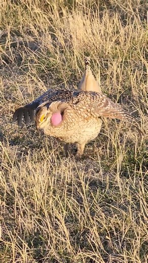 Sharp-Tailed Grouse